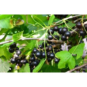 Ríbezľa čierna (Ribes nigrum) ´TITANIA´ - stredne skorá, výška 40-60 cm, kont. C5L - KRÍKOVÁ